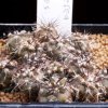 Copiapoa_cinerea_6